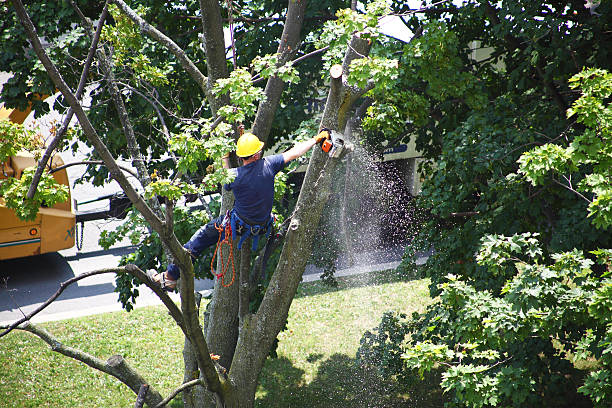 Milford, DE Tree Removal Services Company